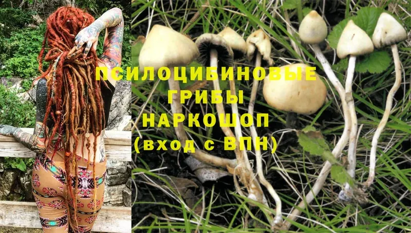 где продают наркотики  Навашино  Галлюциногенные грибы GOLDEN TEACHER 